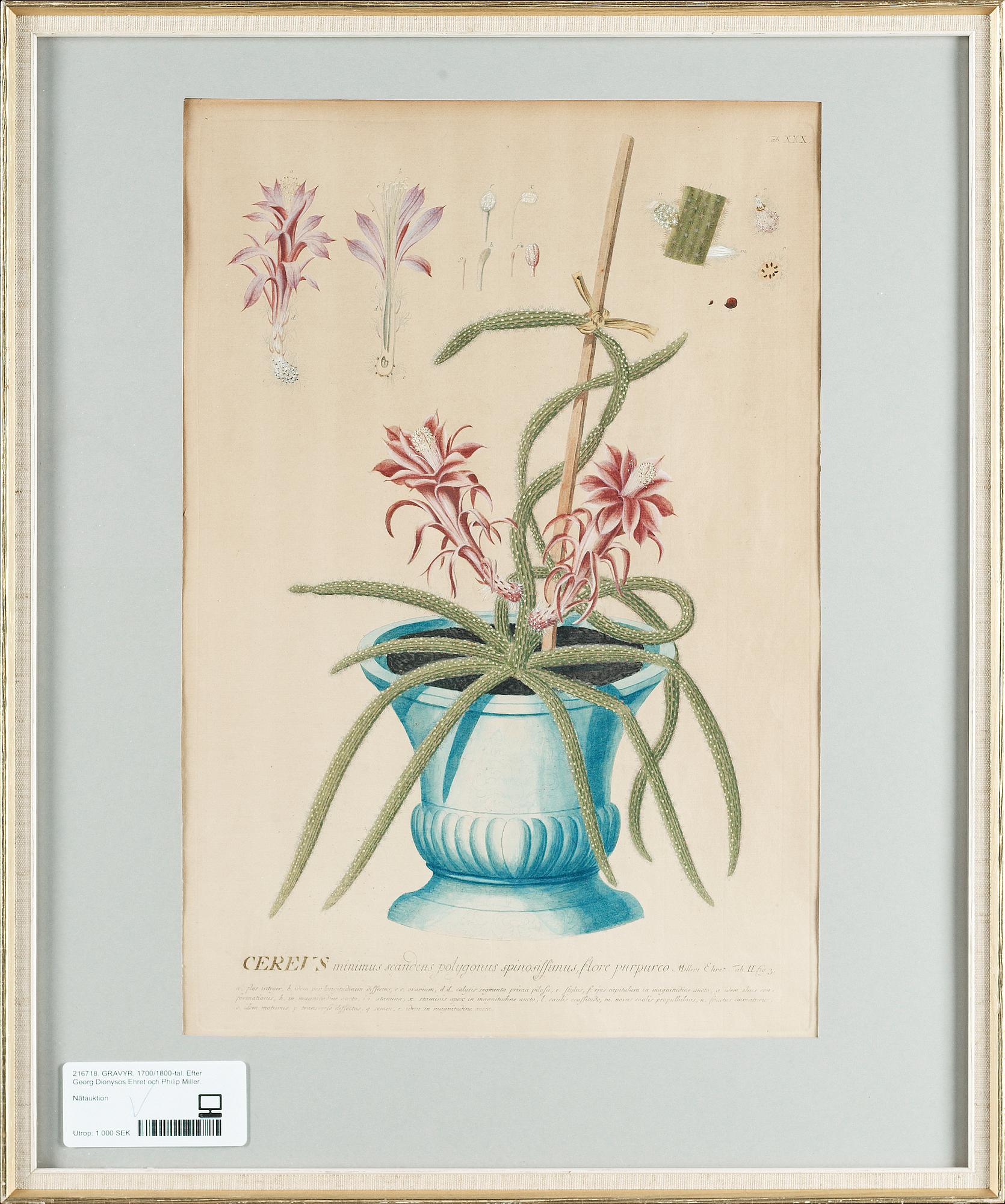 GRAVYR. Efter Georg Dionysos Ehret och Philip Miller, 1700/1800-tal.