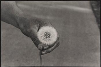 114. Cecilia Edefalk, "Dandelion", 2014.