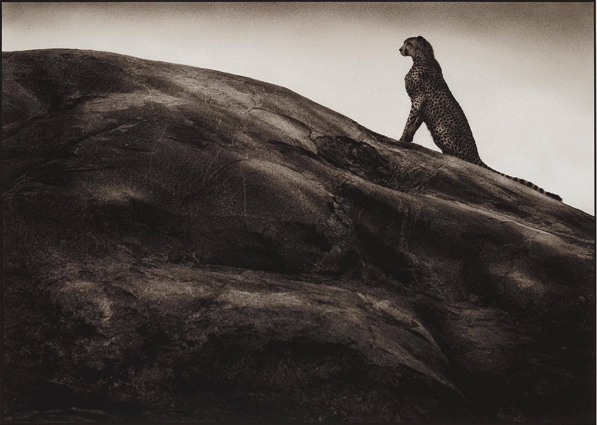 Nick Brandt, "Cheetah on Rock, Serengeti, 2001".
