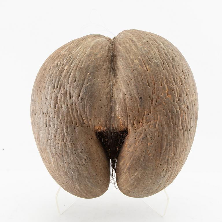 Double coconut, also known as Coco de Mer, Lodoicea maldivica.