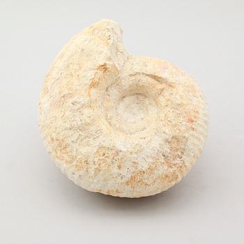 FOSSIL.