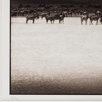 Nick Brandt, "Zebras Crossing Lake, Ngorongoro Crater, 2000".