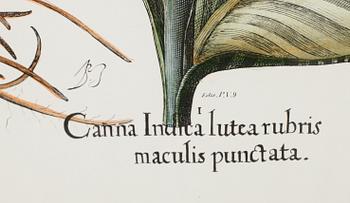 TAVLOR, 6 st, tryck, 1900-talets andra hälft.