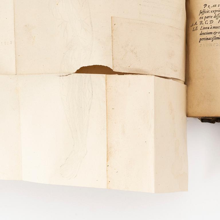 Andra och bästa upplagan av Vesalius’ anatomiska praktverk, 1555.