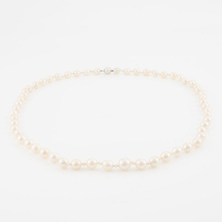 A cultured pearl necklace.