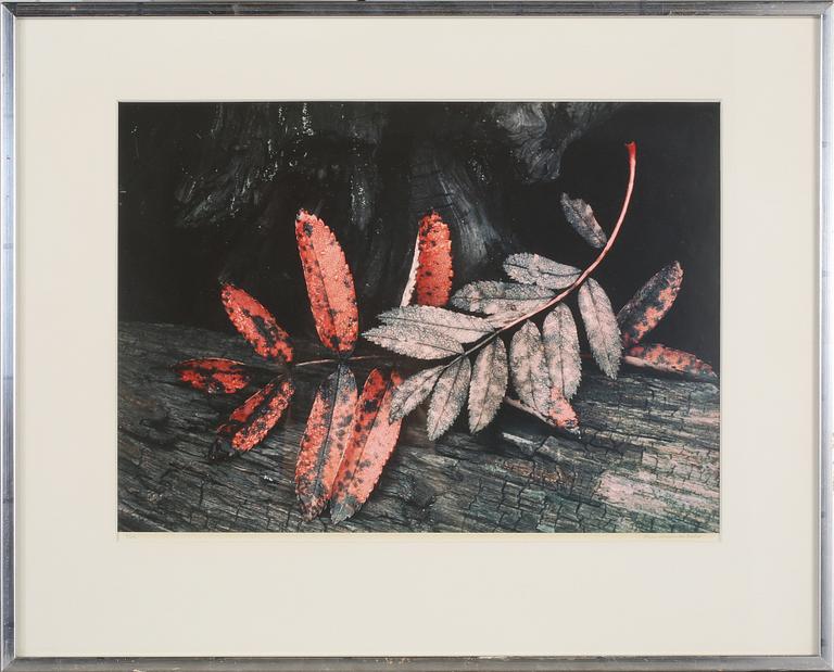 HANS HAMMARSKIÖLD, fotografi, signerat och numrerat 4/25.