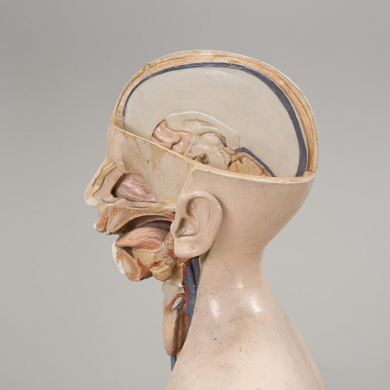 An anatomical model by Franz Jos. Steger, Leipzig, mid 20th century.