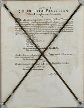 KOPPARSTICK, Basilius Besler, Tyskland troligen 1600-tal.