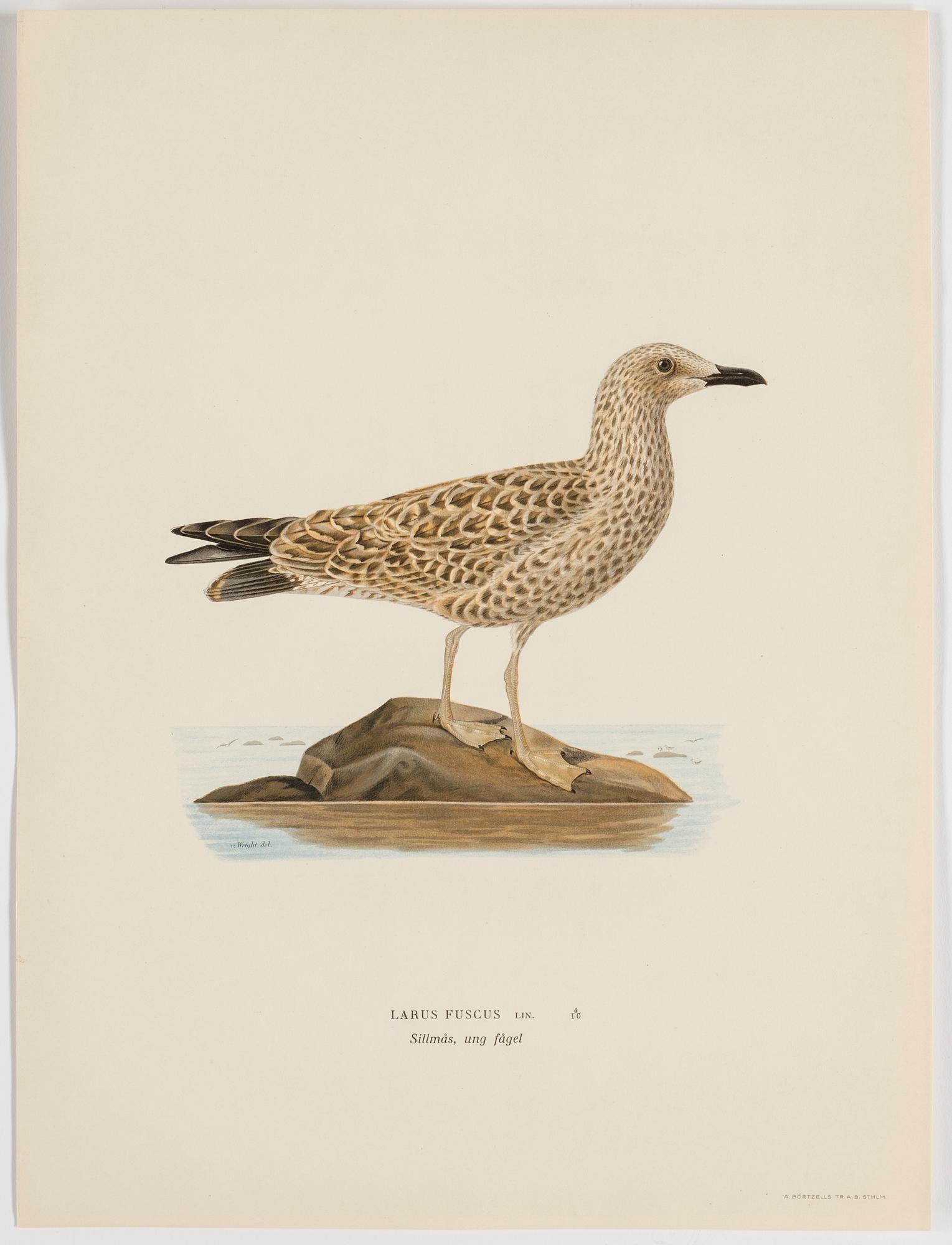 M o W VON WRIGHT, "Svenska fåglar", 252 st planscher, Ivar Baarsens förlag, Stockholm, 1920-tal.