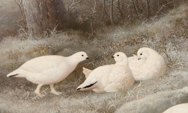 Ferdinand von Wright, Ptarmigans.