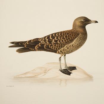 28 lithographic prints from "Svenska fåglar" by brothers von Wright, A. Börtzells, Stockholm, 1917-29.