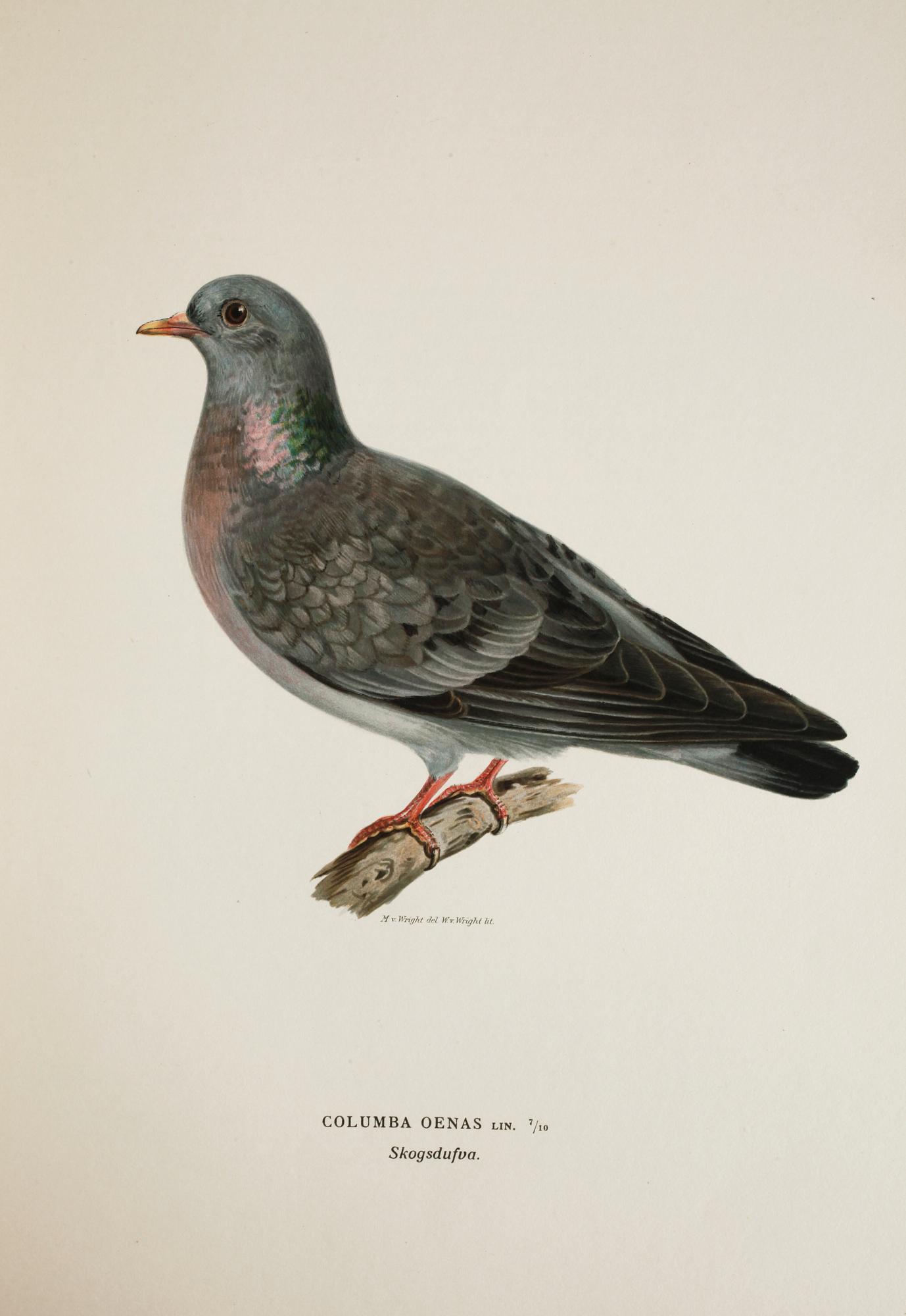 BÖCKER, 3 volymer, "Svenska Fåglar", M. W. & F. von Wright, Förlaget Svenska Fåglar, Stockholm, 1927-29,