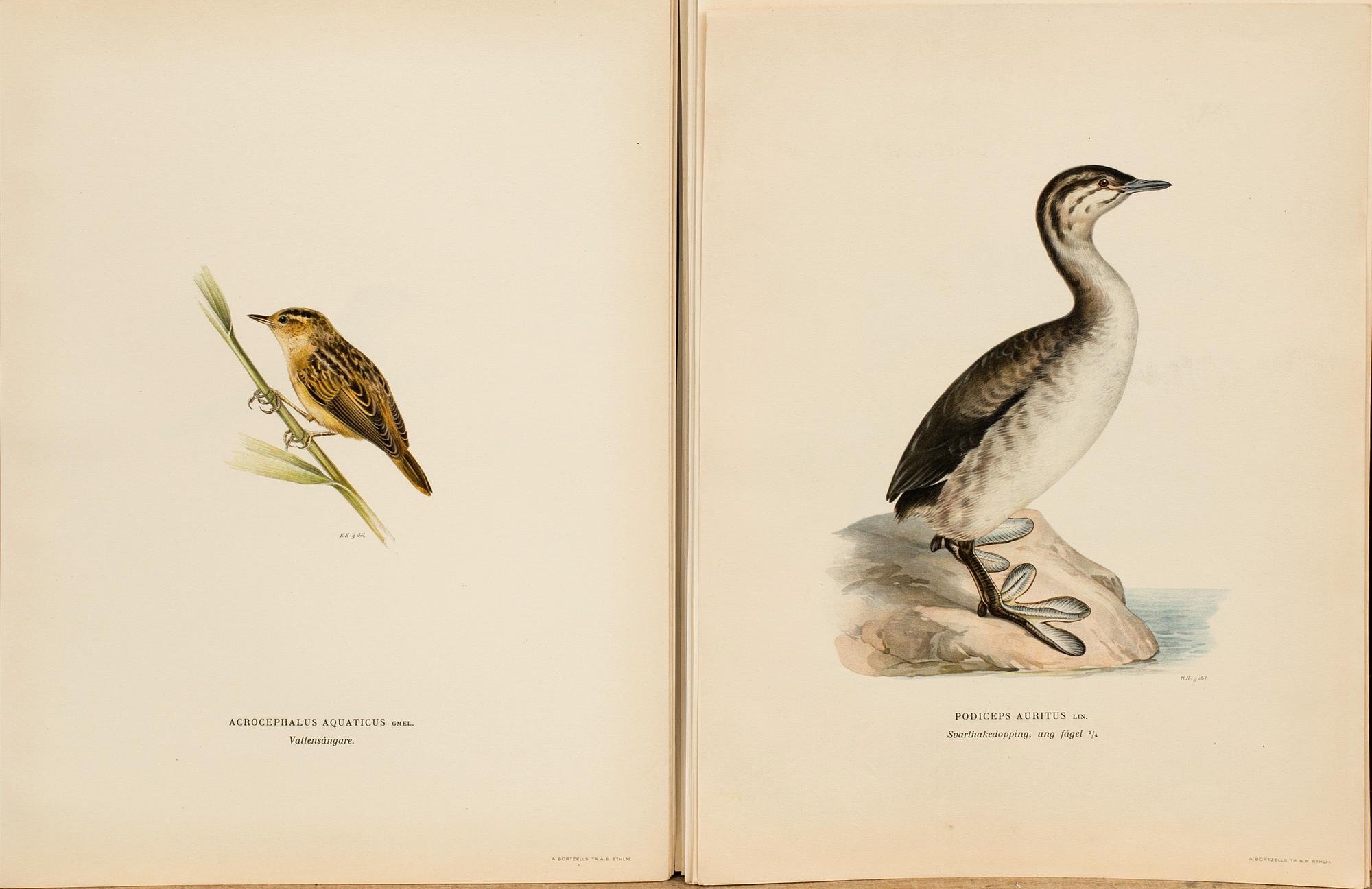 FROM VON WRIGHT "SVENSKA FÅGLAR", 50 pcs, A. Börtzells. 1924.