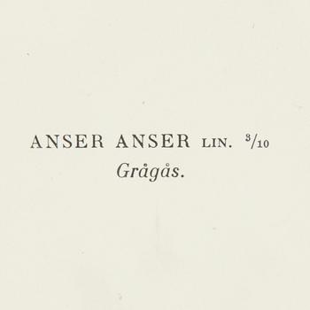 LITOGRAFISKA TRYCK, 5 st, ur M och W von Wrights "Svenska fåglar", A. Börtzells, Stockholm, 1917-29.