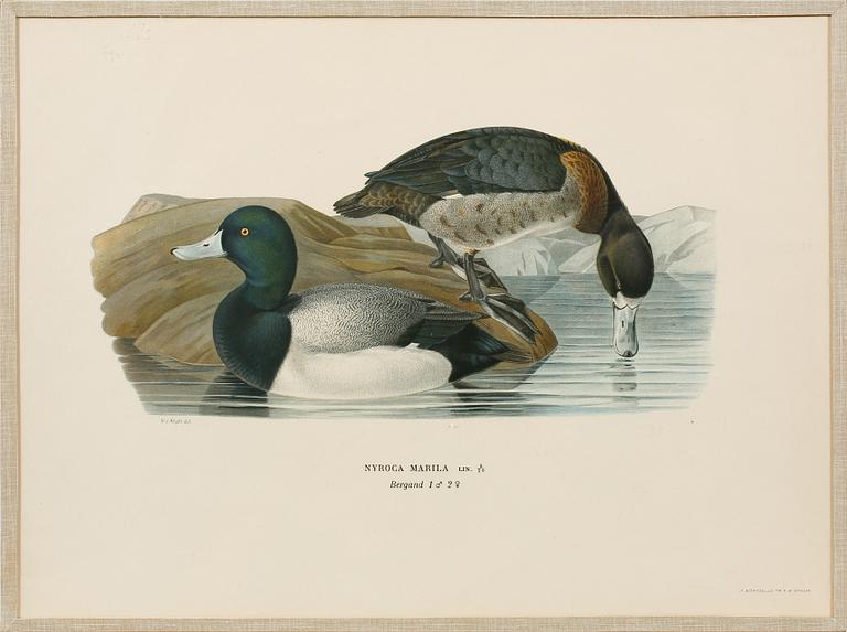 Ten prints from M and W von Wrights book "Svenska fåglar", printed at A. Börtzells in Stockholm, 20th century.