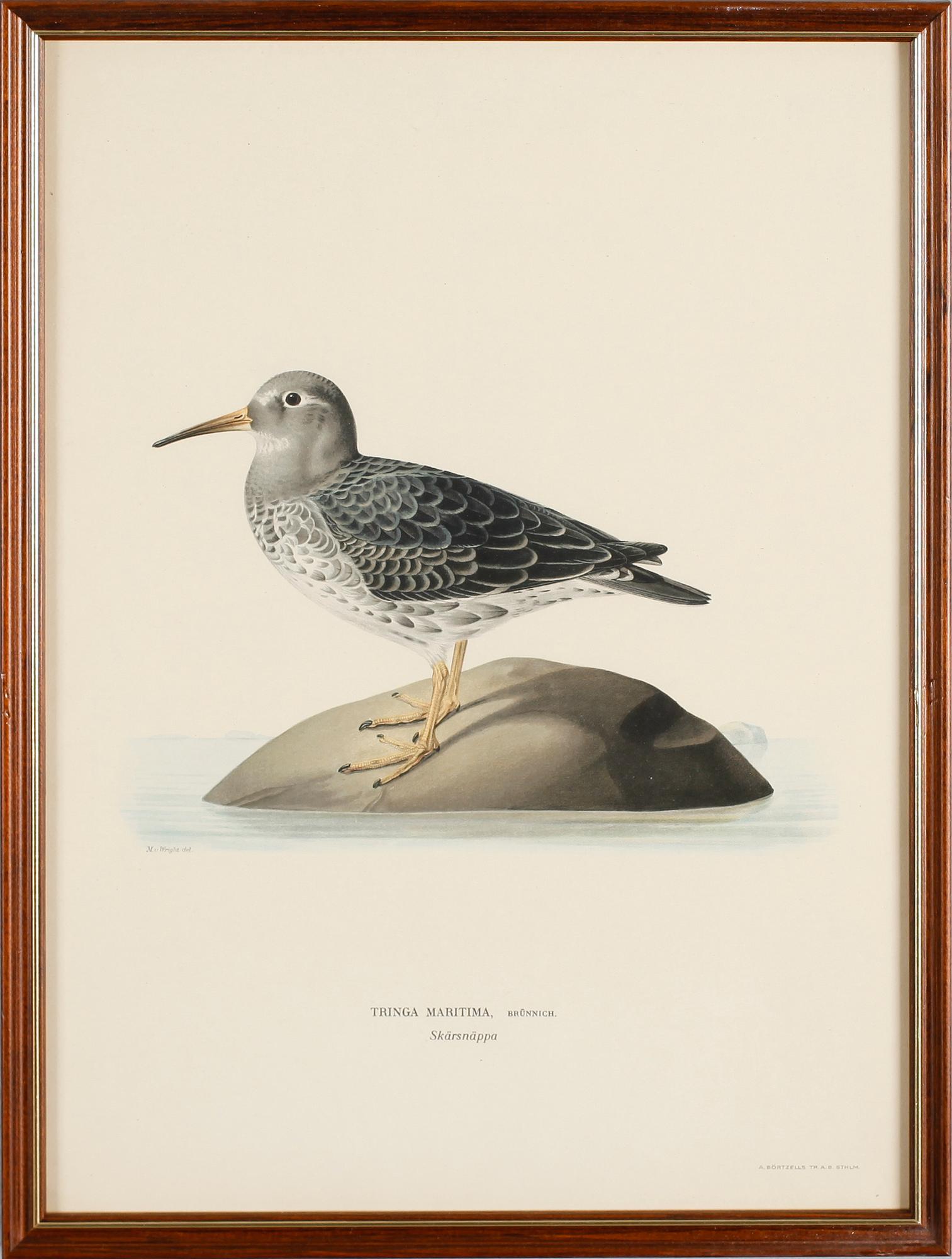 LITOGRAFISKA TRYCK, 13 st, ur von Wrights "Svenska fåglar", A. Börtzells, Stockholm.