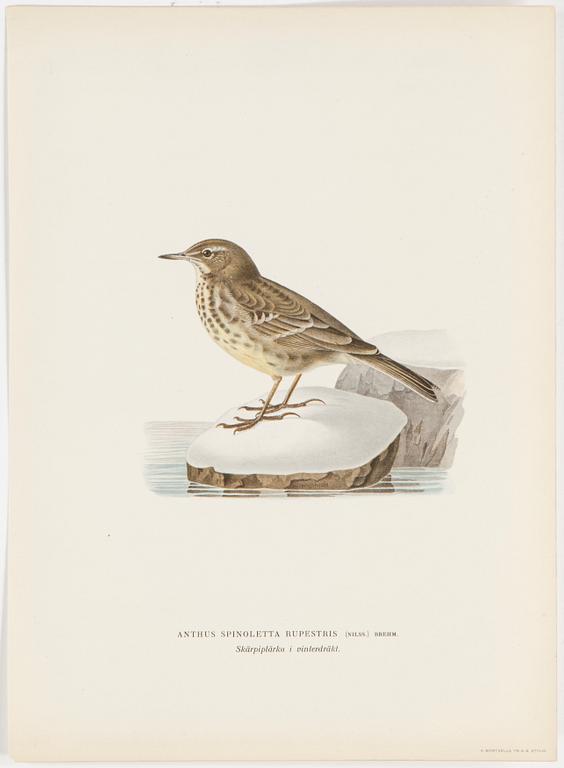 LITOGRAFISKA TRYCK, 40 st, ur M och W von Wrights "Svenska fåglar", A. Börtzells, Stockholm, 1917-29.