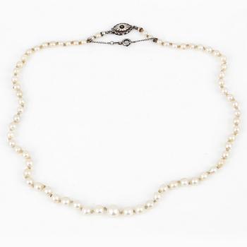 HALSBAND, med odlade pärlor och silverlås.