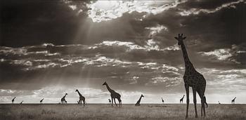 247. Nick Brandt, "Giraffes in evening light, Masai Mara, 2006".