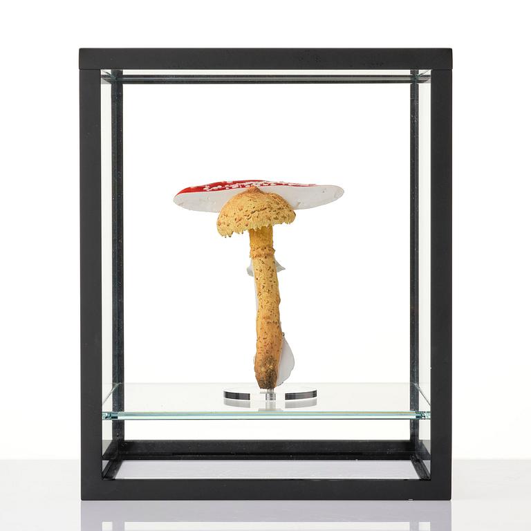 Carsten Höller, "Double Mushroom Vitrine (Once)".