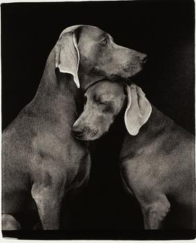 William Wegman, "Friends".