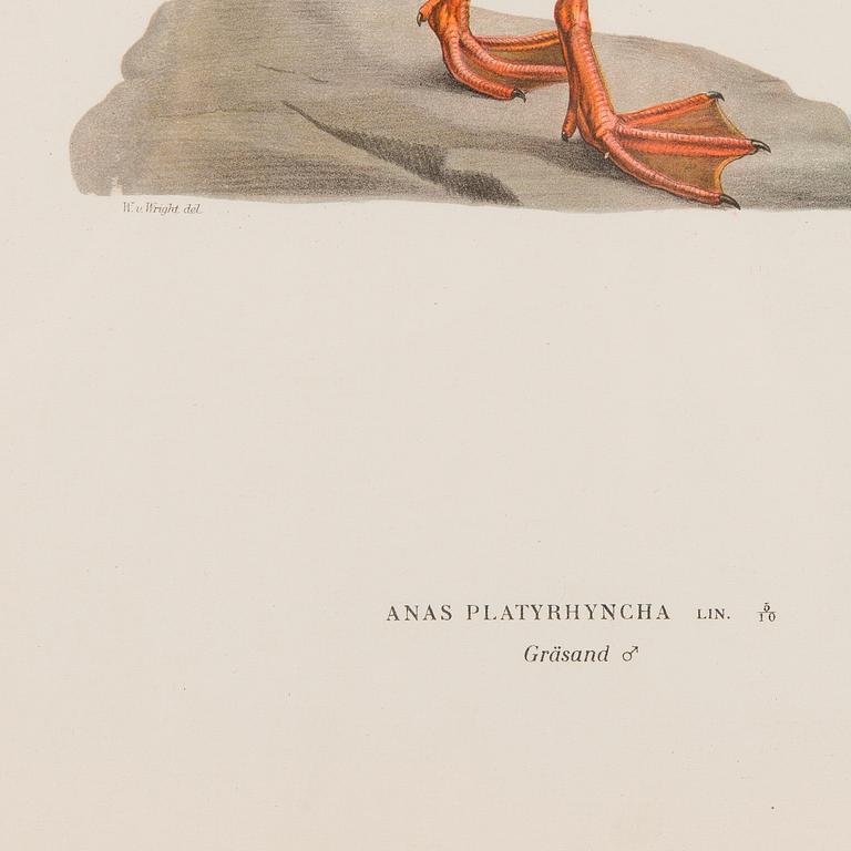 LITOGRAFIER, 5 st, efter Wilhelm von Wright och Bror Hallberg. A. Börtzell, Stockholm.