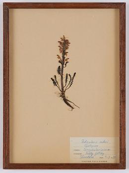 Herbarium, 10 delar, Sverige, 1930-1970-tal.