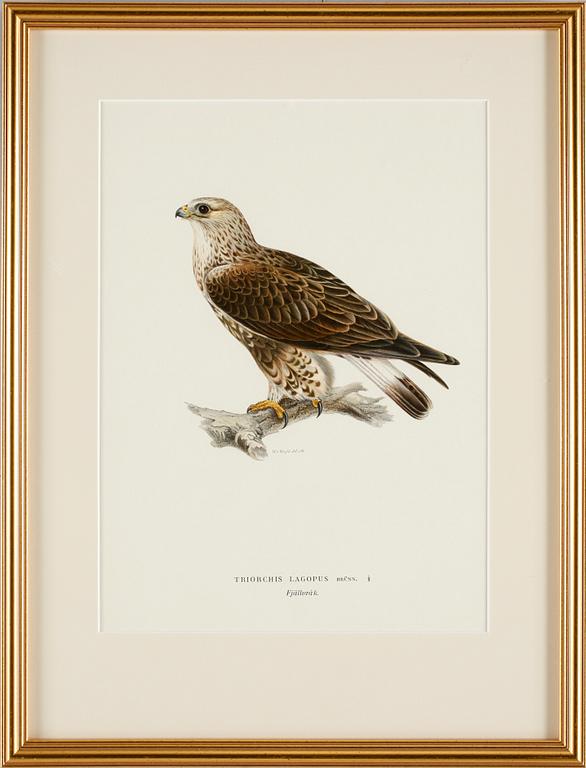 GRAFISKA TRYCK, 4 st, ur von Wrights fåglar.