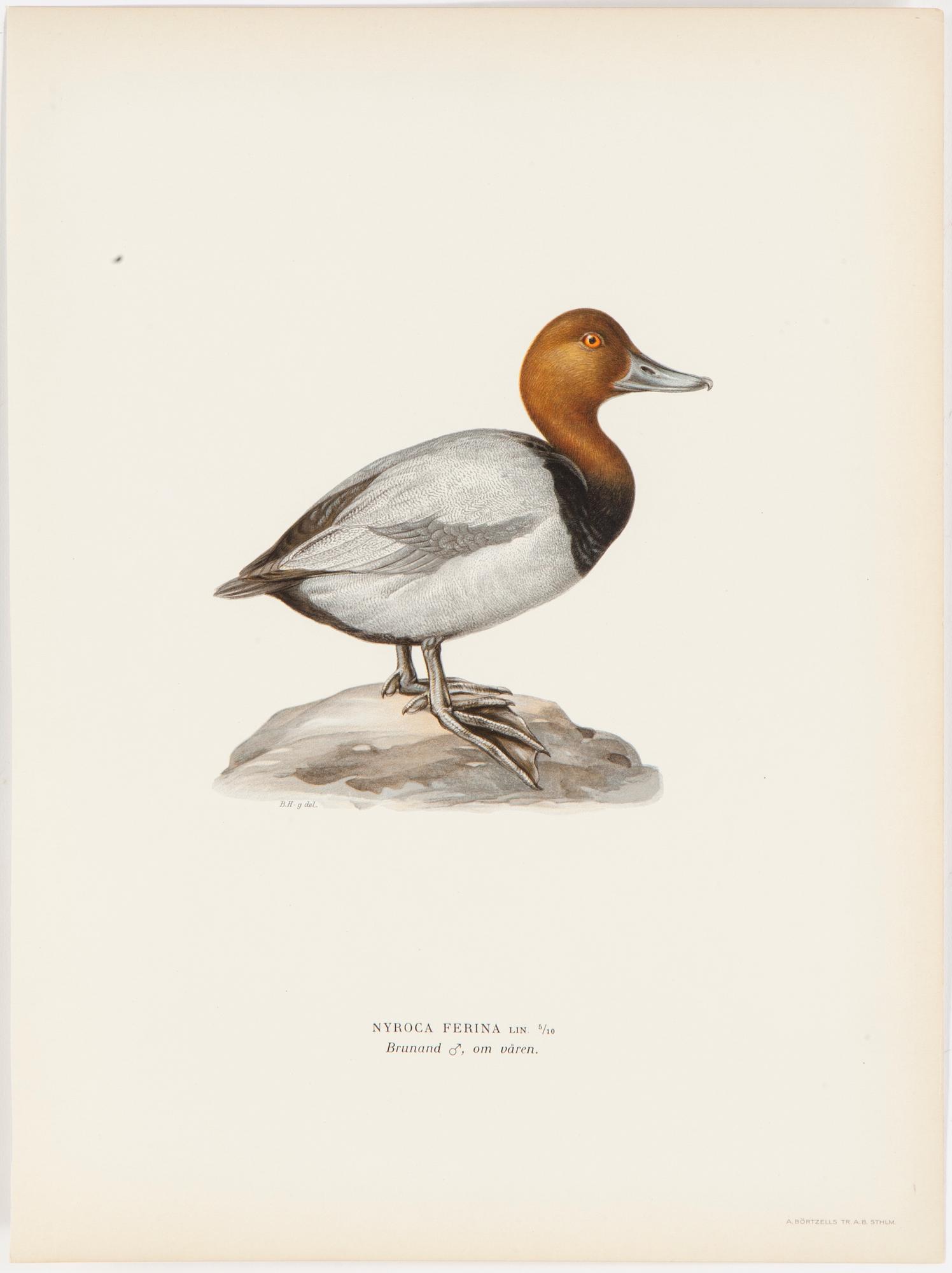 LITOGRAFISKA TRYCK, 40 st, ur M och W von Wrights "Svenska fåglar", A. Börtzells, Stockholm, 1917-29.