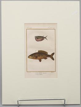 GRAVYRER, 7 st, efter de Seve, "Natural History" de Buffon. Senare upplagor.