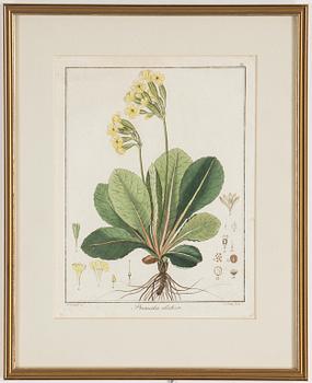 Four 18th century hand coloured engravings.