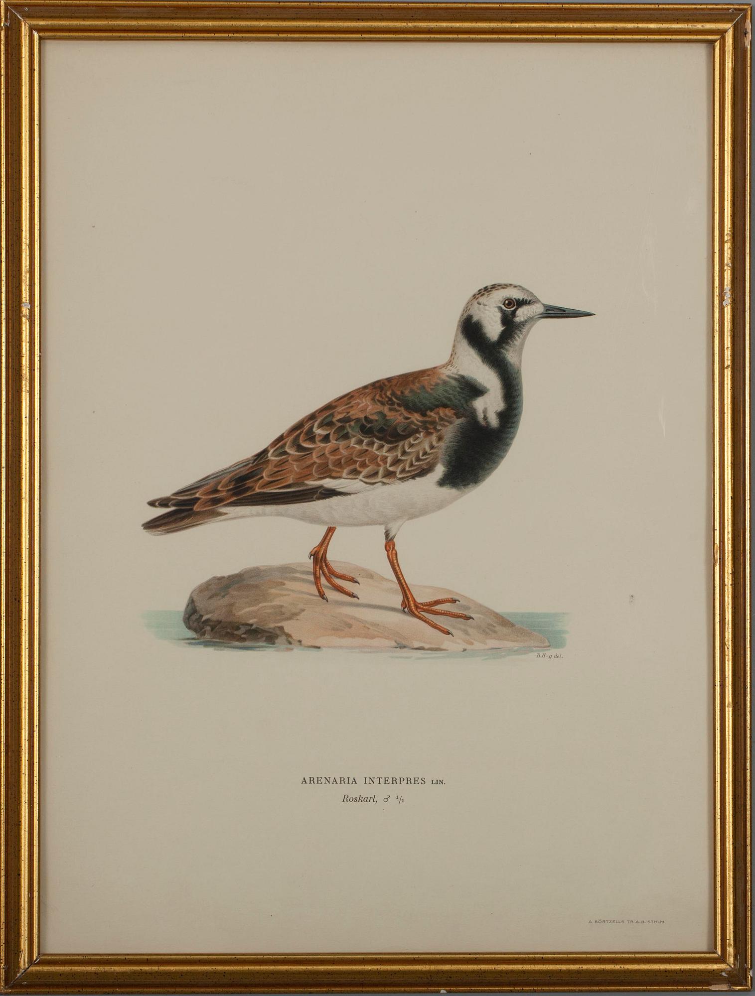 GRAFISKA BLAD, 4 st, färglitografi, ur von Wrights "Svenska fåglar".