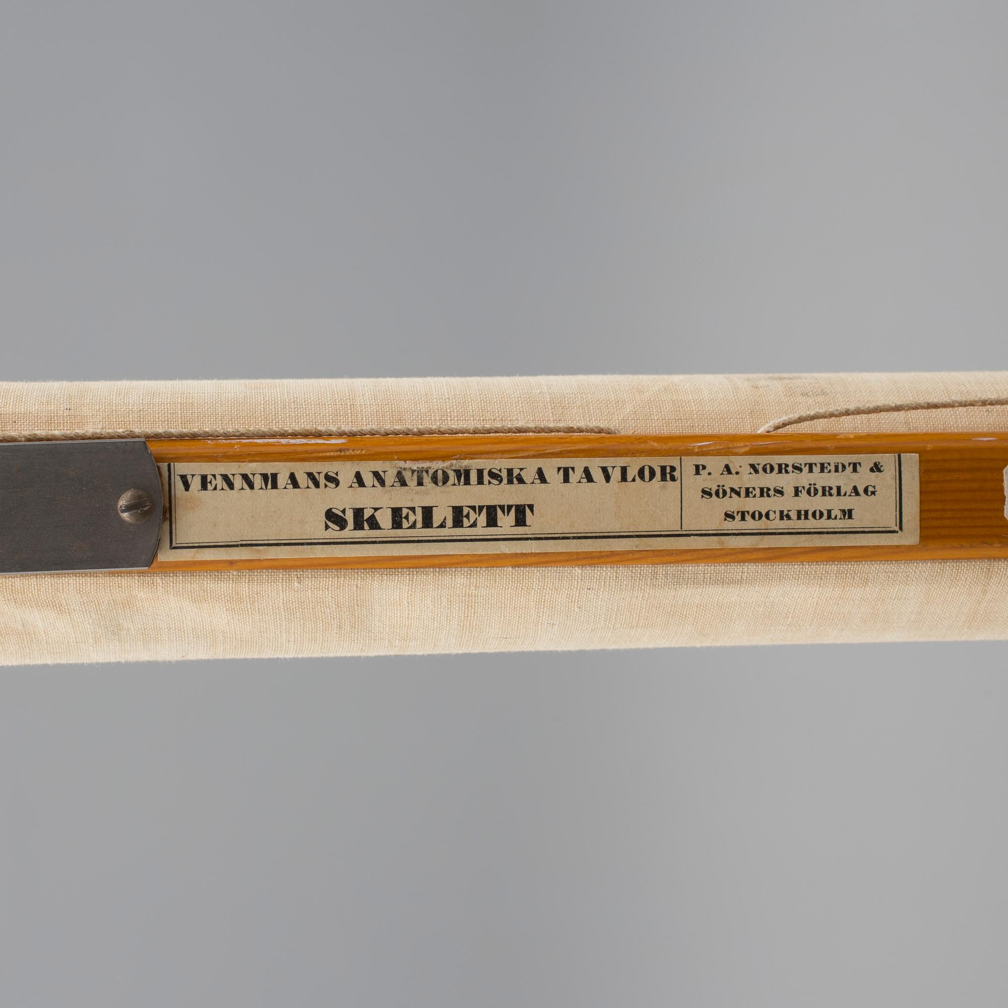 SKOLPLANSCH, "Skelett", Gustaf Wennman, utgiven av P.A Norstedt & Söners förlag Stockholm, 1900-talets första hälft.