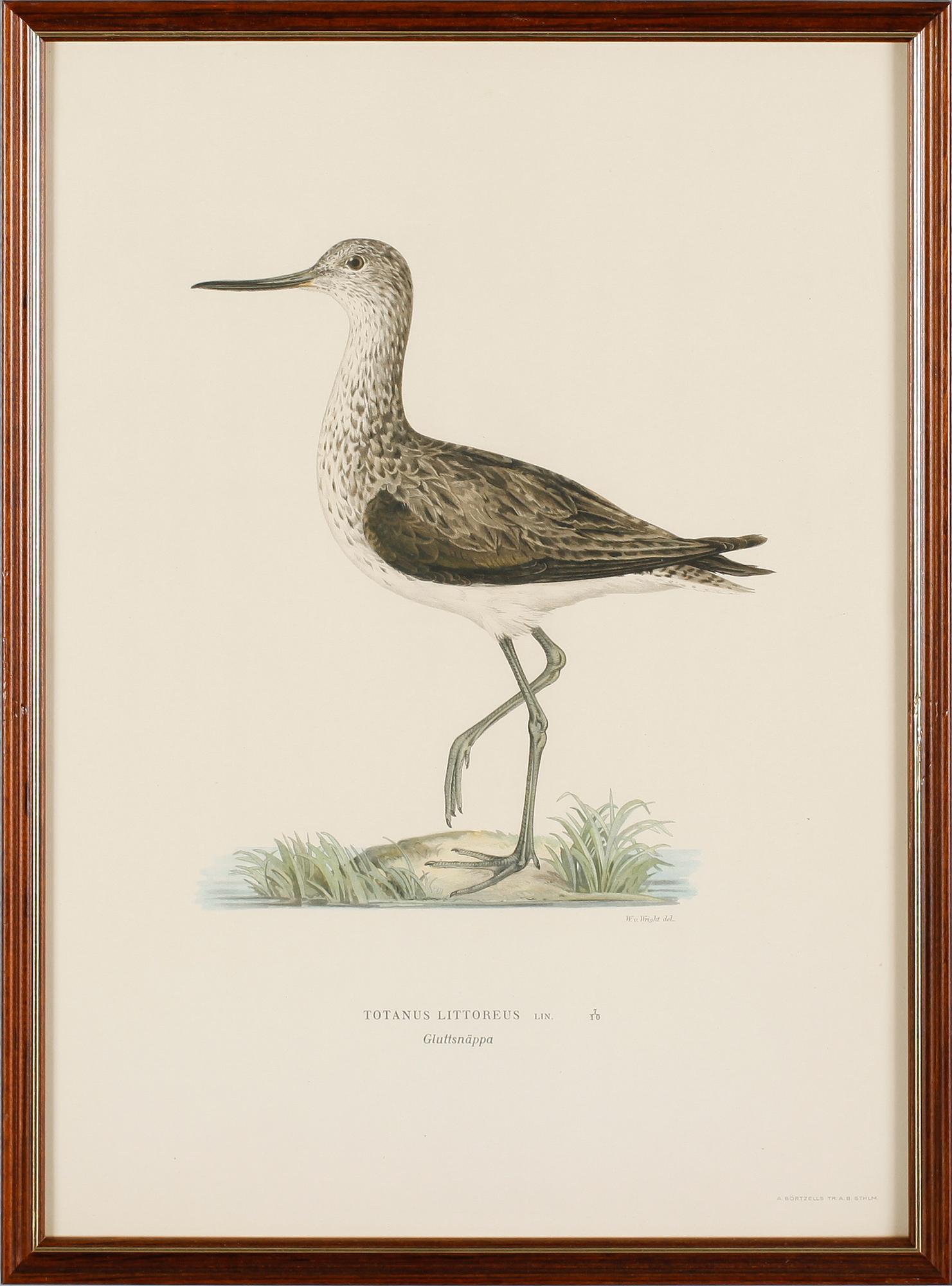 LITOGRAFISKA TRYCK, 13 st, ur von Wrights "Svenska fåglar", A. Börtzells, Stockholm.