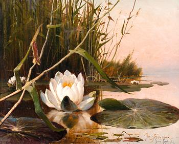 188. Julius von Klever, WATER LILY. КЛЕВЕР, ЮЛИЙ ЮЛЬЕВИЧ (1850-1924)
КУВШИНКА.