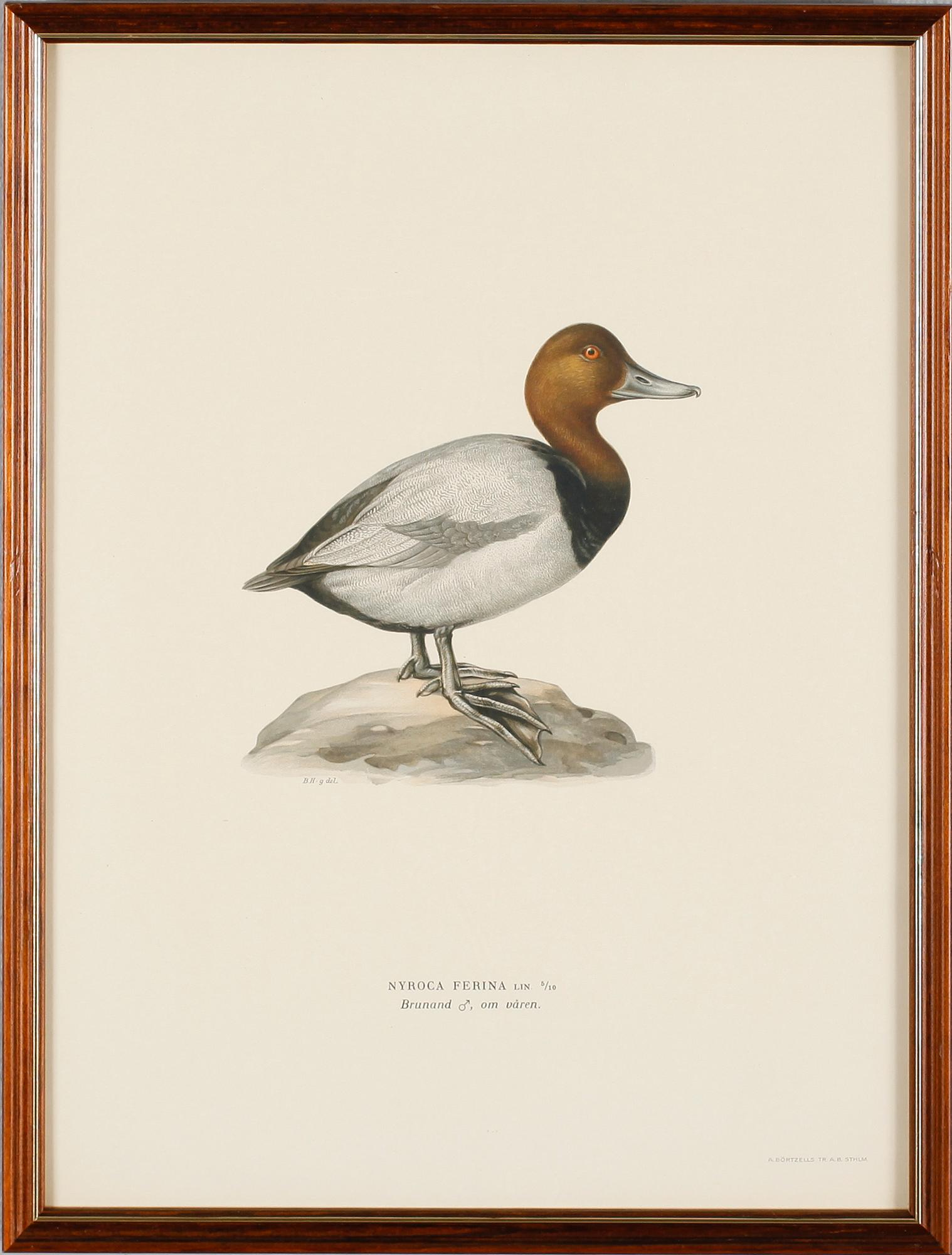 LITOGRAFISKA TRYCK, 13 st, ur von Wrights "Svenska fåglar", A. Börtzells, Stockholm.