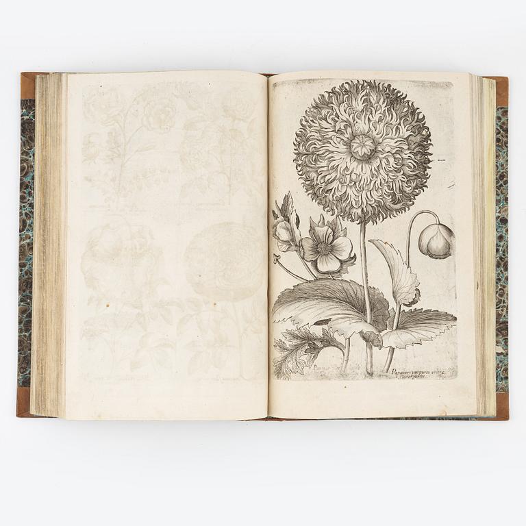 Beautiful botanical work with 177 engravings, 1641 (-44).