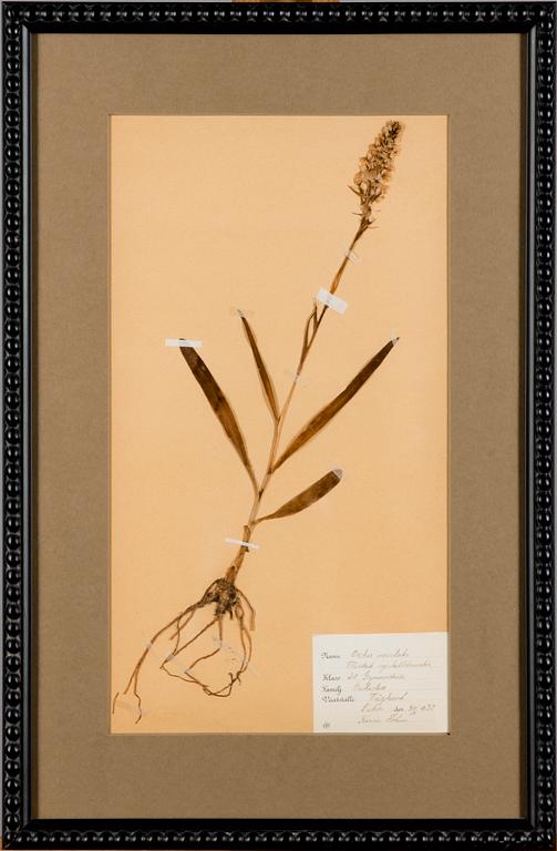 BOTANISKA TAVLOR, 4 st, Sverige, 1920-30-tal.
