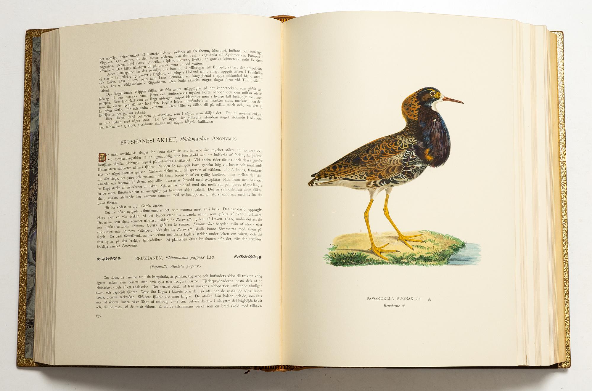 Bröderna von Wright, handkolorerade bibliofilupplagan av "Svenska fåglar", 3 band, Ivar Baarsen, Stockholm, 1925-29. Nummer 30/60.