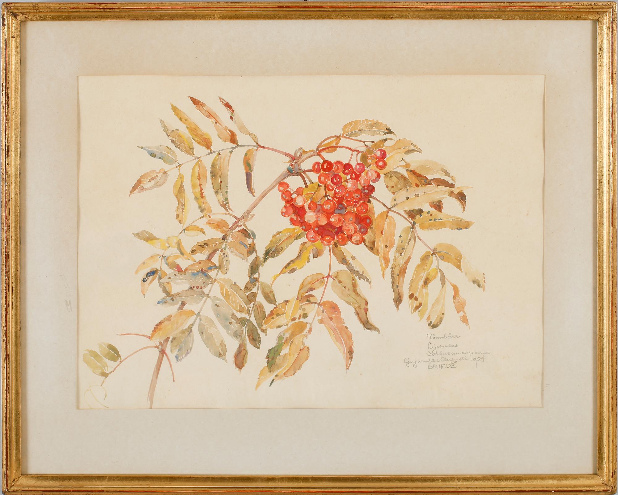 JOHAN BRIEDÉ, akvarell, sign Ljugarn augusti 1954.