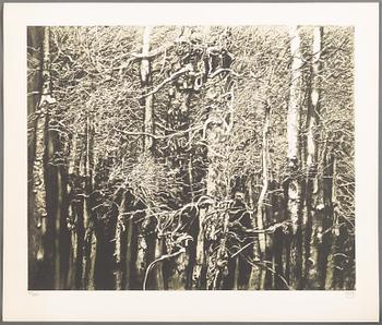 Roj Friberg, Björkskog.