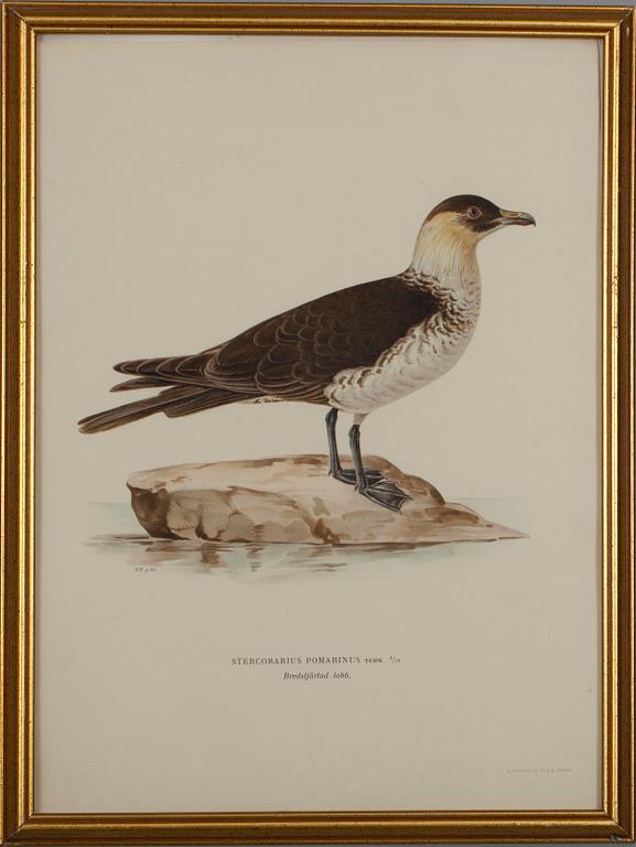 GRAFISKA BLAD, 4 st, färglitografi, ur von Wrights "Svenska fåglar".