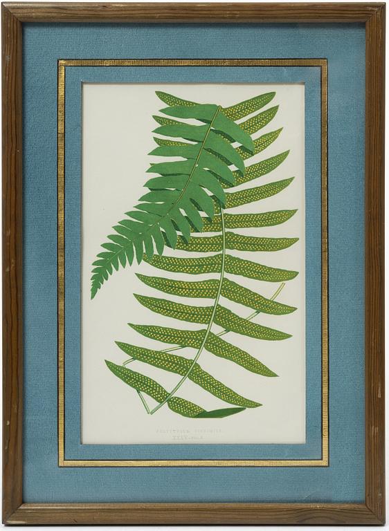 Lithographs, 3+1, late 19th century.