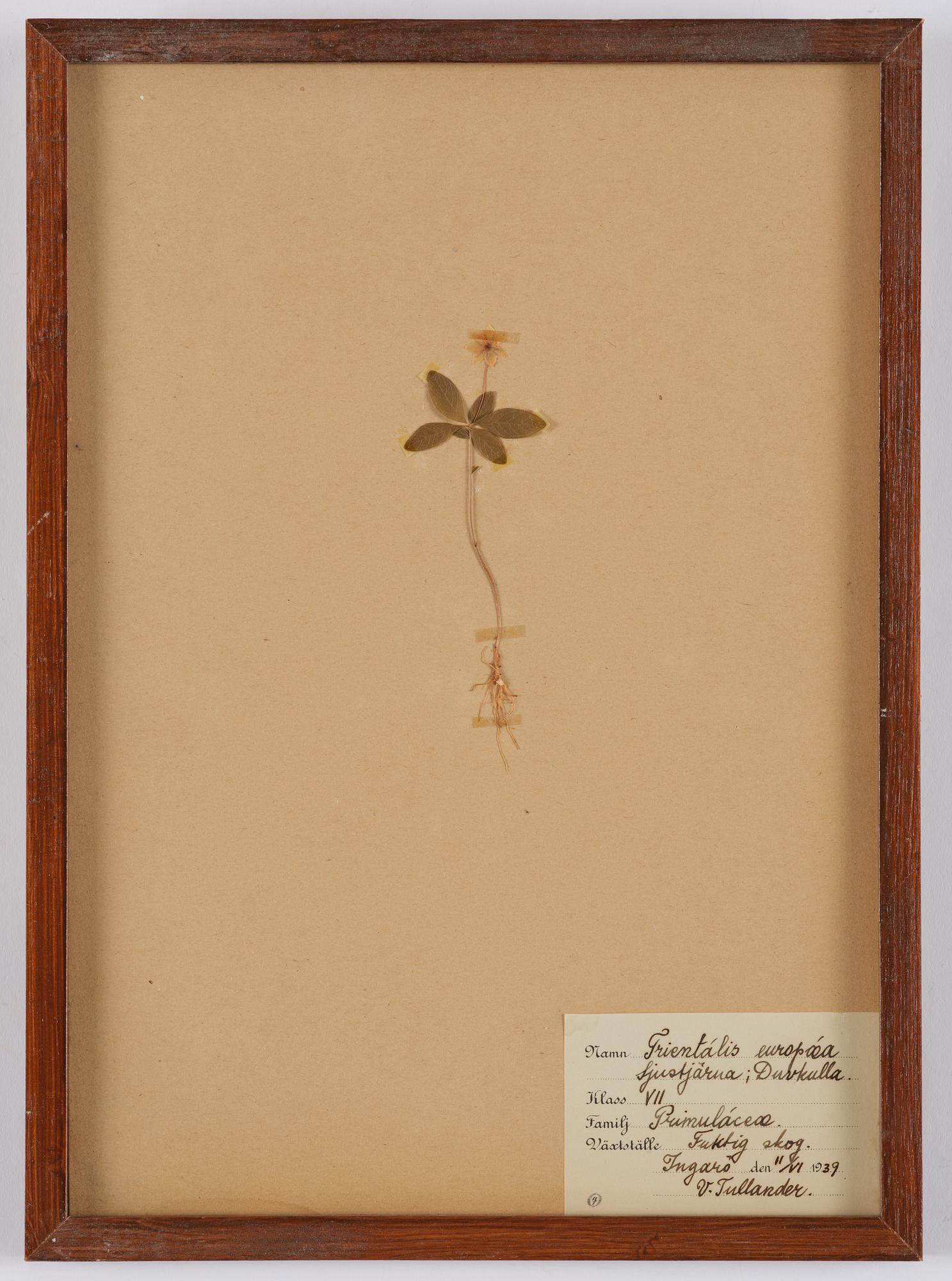 Herbarium, 10 delar, Sverige, 1930-1970-tal.