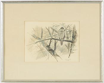 Gunnar Brusewitz, Falcon.