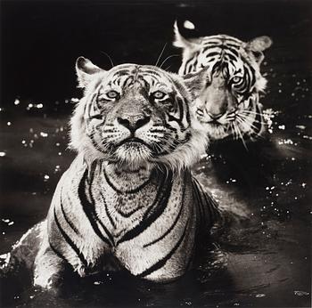 171. David Yarrow, "Ranthambore National Park, India, 2013".