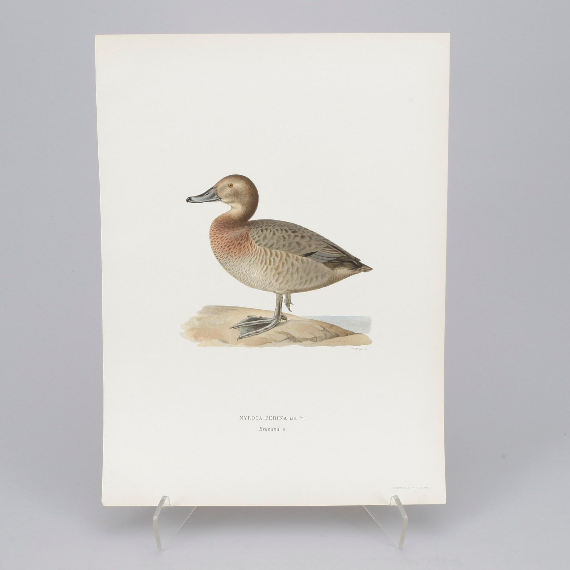 LITOGRAFISKA TRYCK, 152 st, ur Mr & W von Wrights "Svenska fåglar", A. Börtzells, Stockholm, 1920-tal.