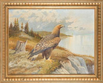 Ejnar Kohlmann, Kotka.