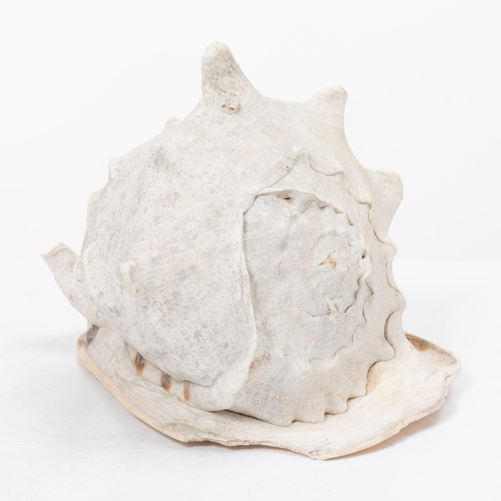 Firma Svenskt Tenn, shells 4 pcs, including one Nautilus shell with a brass mount.