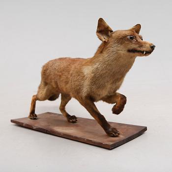 TAXIDERMI: uppstoppad räv, England, 1900-talets första hälft.